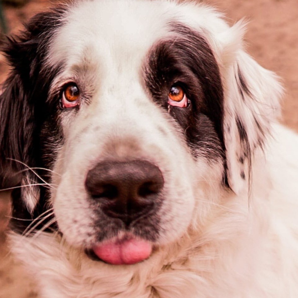 Peggy Schulze, ehemalige Namensgeberin der Hundeschule