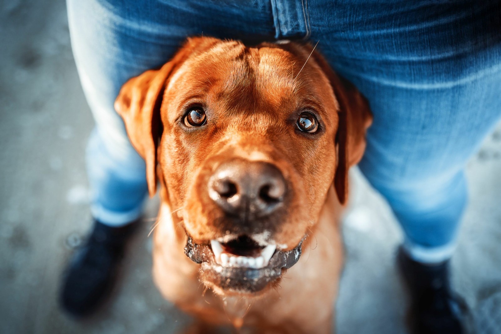 Hund schaut aufmerksam zu seinem Menschen hoch, Hundeberatung per Zoom