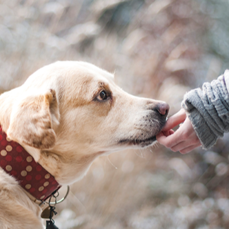 Hundetraining in Neuenhagen: Mensch und Hund im Training
